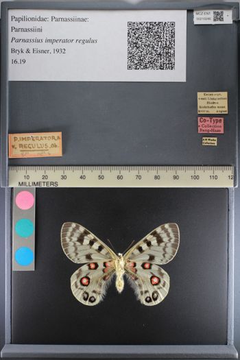 Media type: image;   Entomology 210246